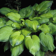 Хоста Гуакамоле (Guacamole) [M]