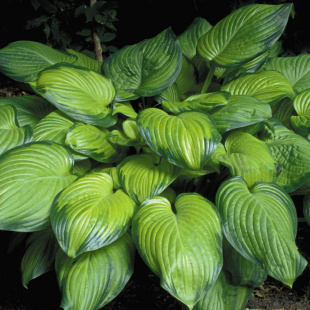 Хоста Гуакамоле (Guacamole) [M]