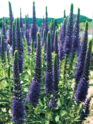 Вероника Анниверсари Блю (Anniversary Blue)