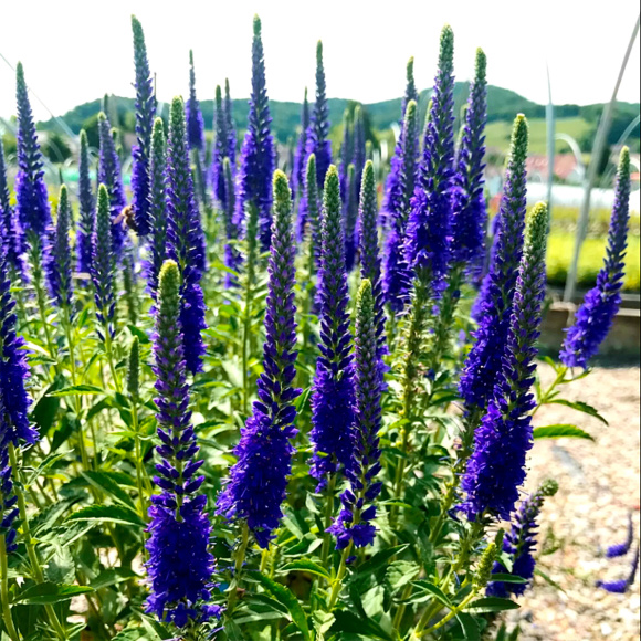 Вероника Анниверсари Блю (Anniversary Blue) купить с доставкой