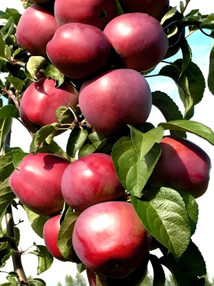 Яблоня Московское ожерелье