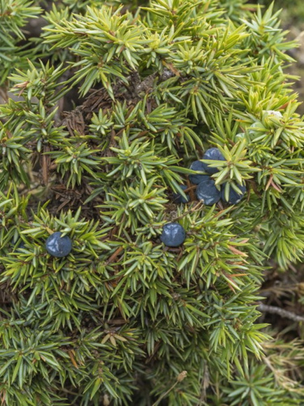 Можжевельник Альпина (Alpina) горизонтальный купить с доставкой