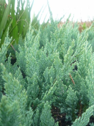 Можжевельник Альпина (Alpina) горизонтальный