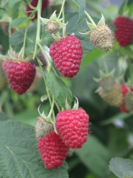 Малина ремонтантная Джоан Джей купить с доставкой