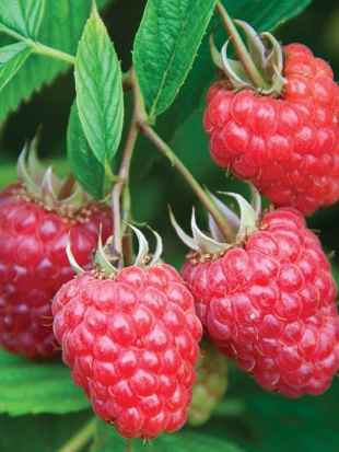 Малина ремонтантная Джоан Джей