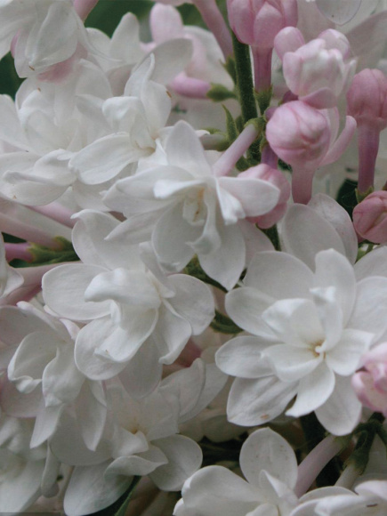 Сирень Красавица Москвы купить с доставкой