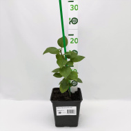 Сирень Красавица Москвы