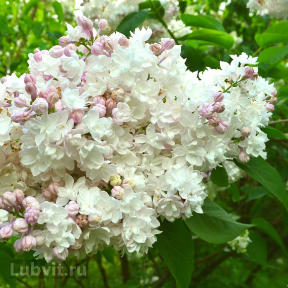 Сирень Красавица Москвы купить с доставкой