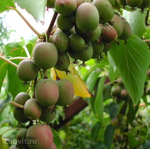 Актинидия Золотая Коса