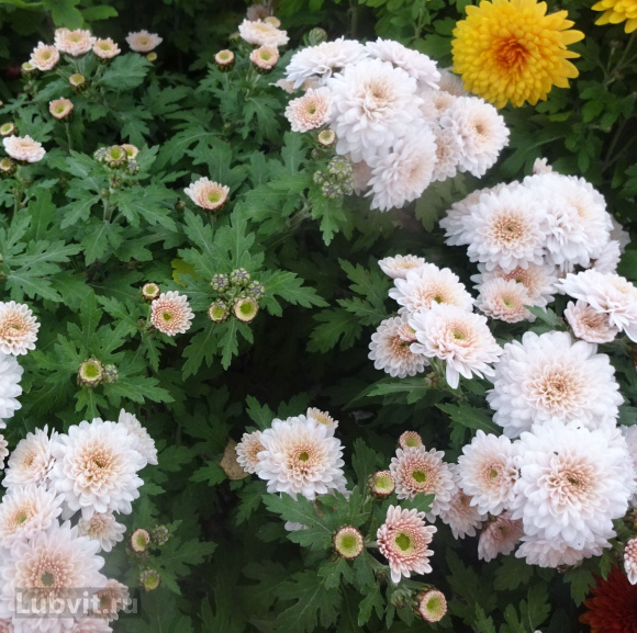 Хризантема мультифлора Дафна (Dafna) купить с доставкой Хризантема мультифлора Дафна (Dafna) купить с доставкой
