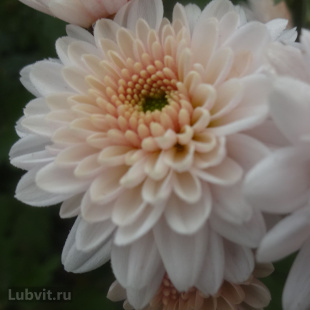 Хризантема мультифлора Дафна (Dafna)