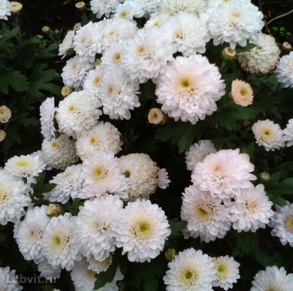 Хризантема мультифлора Дафна (Dafna) купить с доставкой Хризантема мультифлора Дафна (Dafna) купить с доставкой