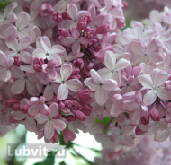 Сирень Аделина Сирень Аделина