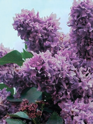 Сирень Василий Теркин