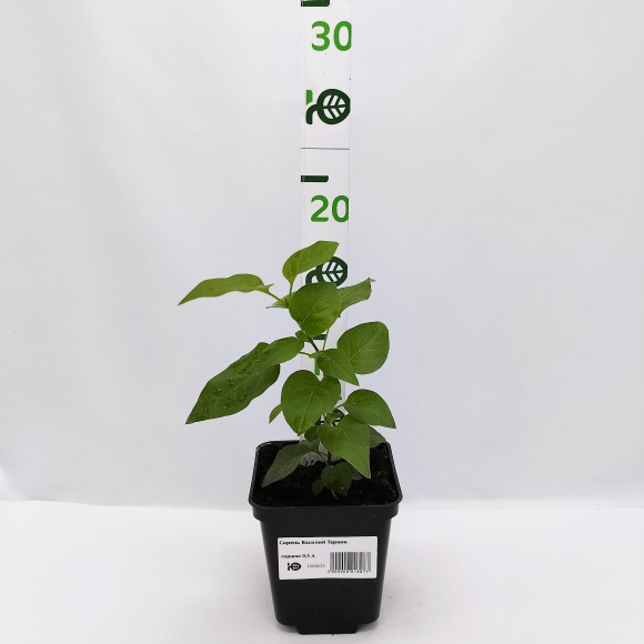 Сирень Василий Теркин купить с доставкой