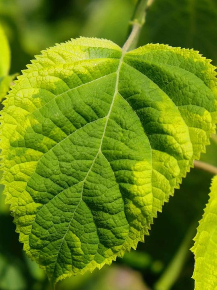 Гортензия Голден Аннабель (Golden Annabelle) древовидная купить с доставкой