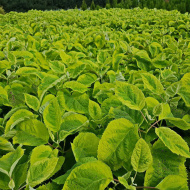 Гортензия Голден Аннабель (Golden Annabelle) древовидная Гортензия Голден Аннабель (Golden Annabelle) древовидная