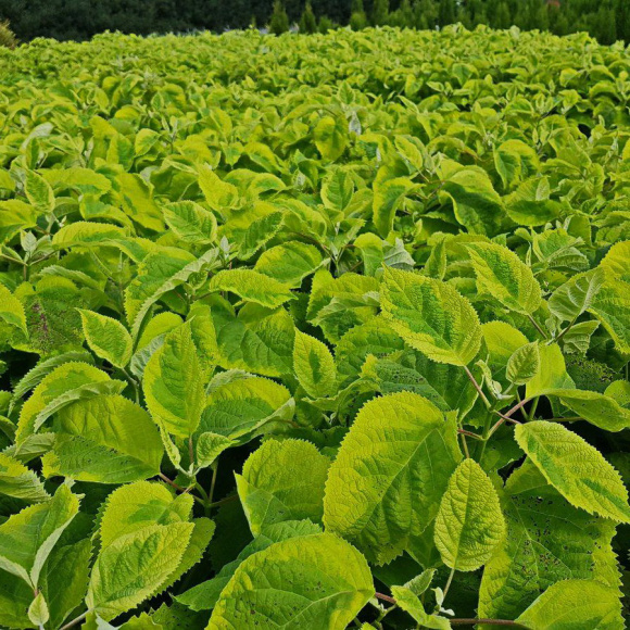 Гортензия Голден Аннабель (Golden Annabelle) древовидная купить с доставкой