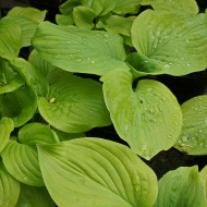 Хоста Тортилла Чип (Tortilla Chip) [M]