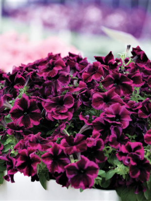 Петуния вегетативная Космик Перпл (Go! Tunia Cosmic Purple)