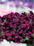 Петуния вегетативная Космик Перпл (Go! Tunia Cosmic Purple) купить с доставкой
