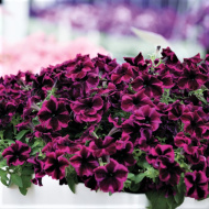 Петуния вегетативная Космик Перпл (Go! Tunia Cosmic Purple) Петуния вегетативная Космик Перпл (Go! Tunia Cosmic Purple)