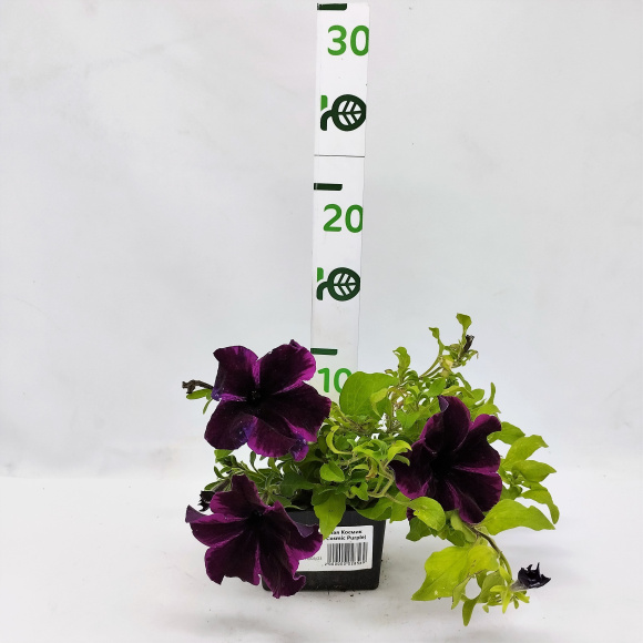 Петуния вегетативная Космик Перпл (Go! Tunia Cosmic Purple) купить с доставкой Петуния вегетативная Космик Перпл (Go! Tunia Cosmic Purple) купить с доставкой