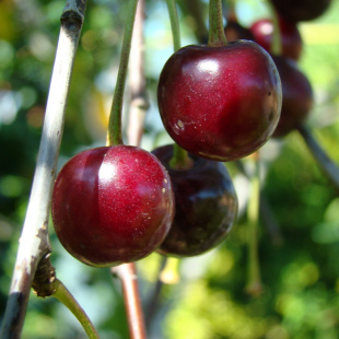 Вишня Харитоновская