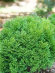 Туя западная Литл Гиант (Little Giant) купить с доставкой