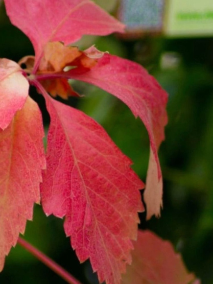 Виноград девичий Ред Уолл (Red Wal) купить с доставкой