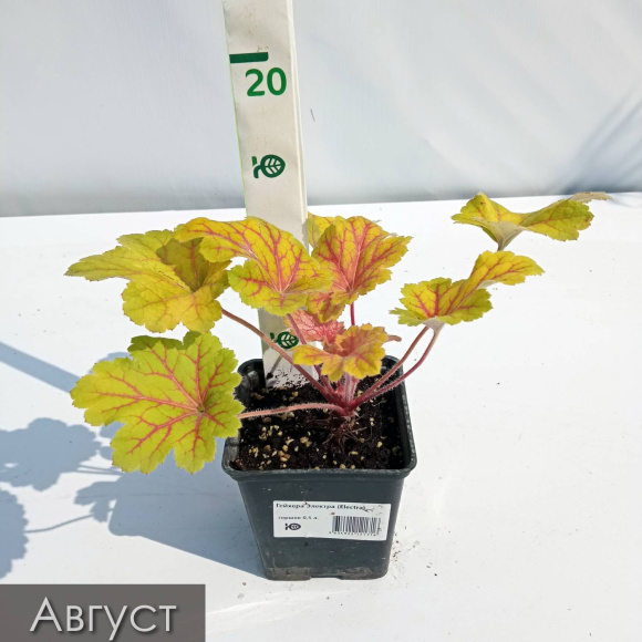 Бокс "Восхищай" купить с доставкой