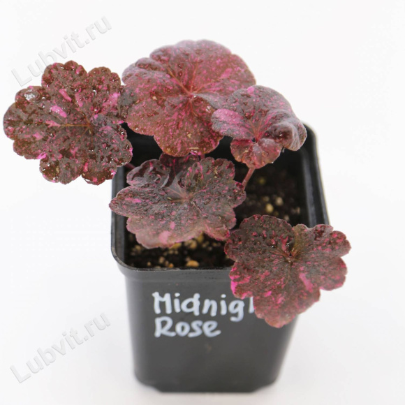 Бокс "Восхищай" купить с доставкой