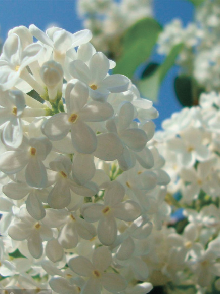 Сирень Маленький Принц купить с доставкой