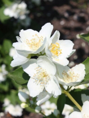 Чубушник Алебастр