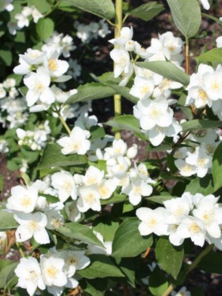 Чубушник Алебастр купить с доставкой