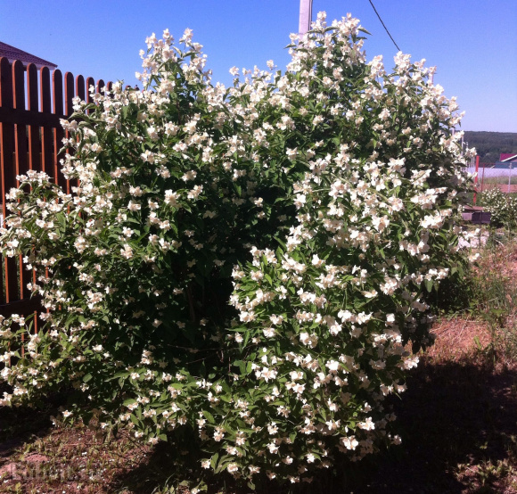 Чубушник Алебастр купить с доставкой Чубушник Алебастр купить с доставкой