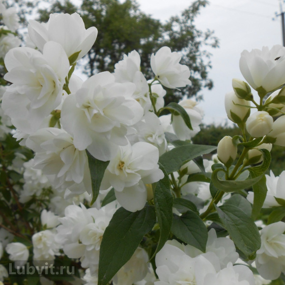 Чубушник Алебастр купить с доставкой Чубушник Алебастр купить с доставкой