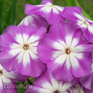 Флокс Лунный камень