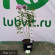 Флокс Лунный камень купить с доставкой