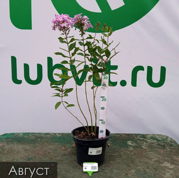 Флокс Лунный камень купить с доставкой Флокс Лунный камень купить с доставкой