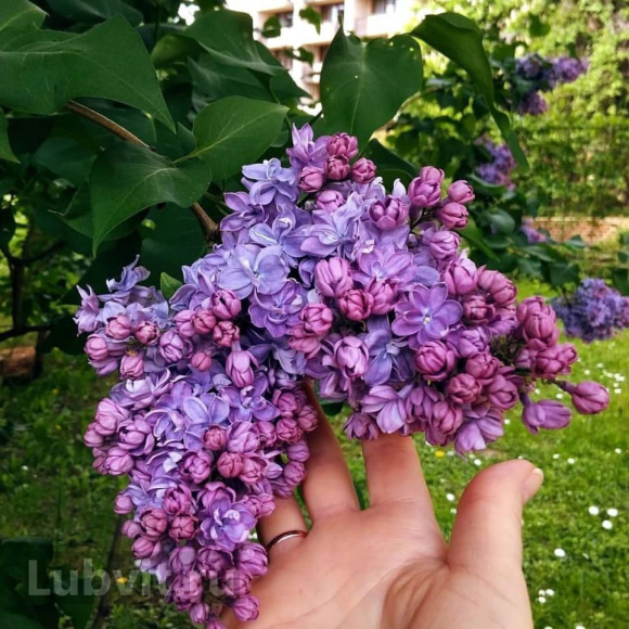 Сирень Катюша купить с доставкой