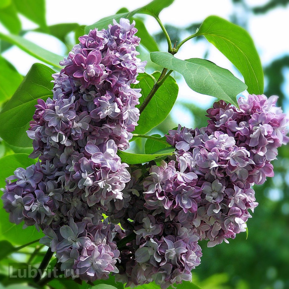 Сирень Катюша купить с доставкой