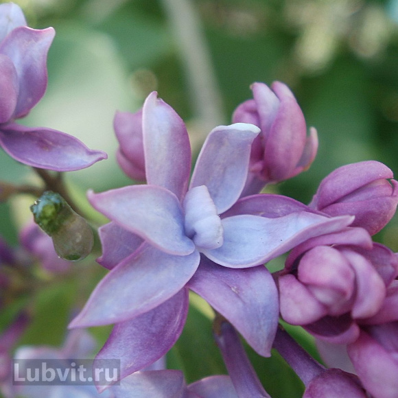 Сирень Катюша купить с доставкой