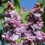 Сирень Катюша