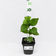 Сирень Катюша