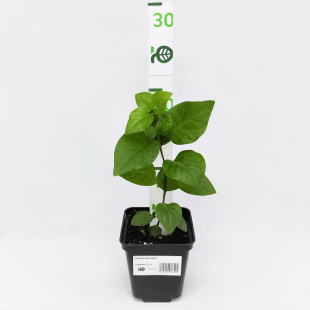 Сирень Катюша