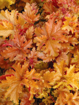 Гейхера Эмбер Вейвз (Amber Waves)