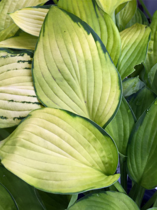 Хоста Голд Стандарт (Gold Standard) [L]