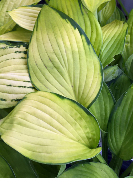 Хоста Голд Стандарт (Gold Standard) [L] купить с доставкой