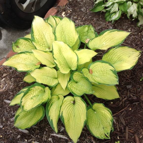 Хоста Голд Стандарт (Gold Standard) [L] купить с доставкой